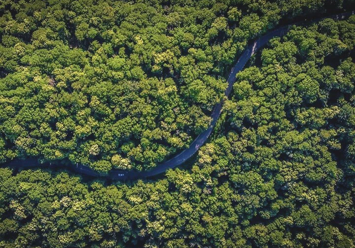 We're Planting Trees!